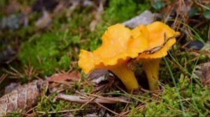 Считаем грибы