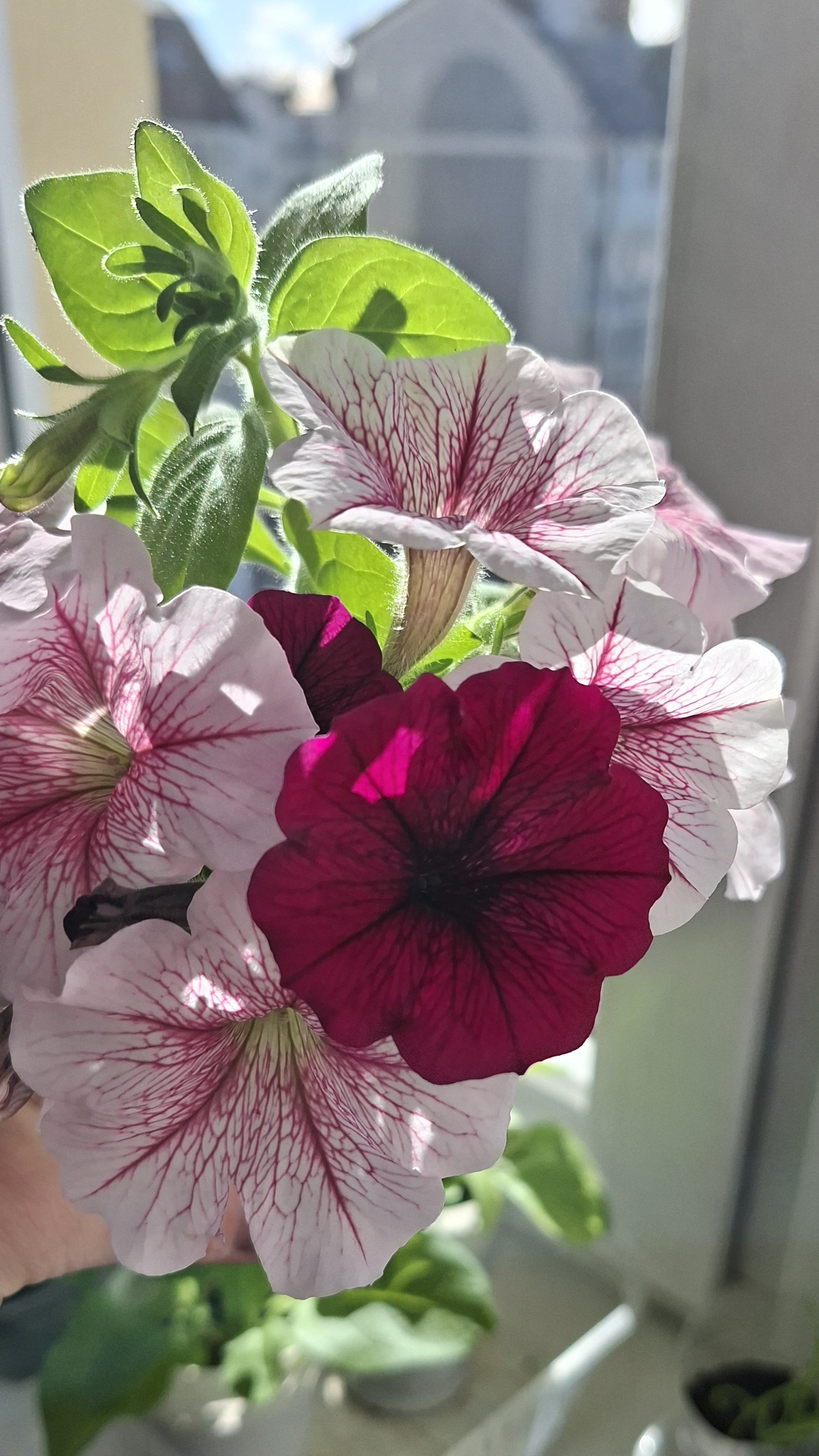 Петуниевый букет🩷#дипперпл#операрасберриайс🩷