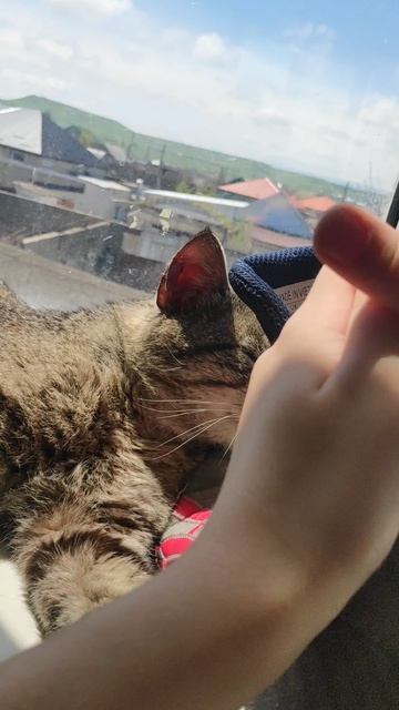 Макорон) #кот #cat #милый #Мухтар789