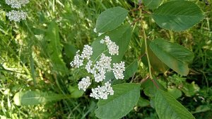 Тысячелистник