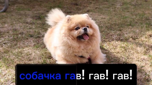 караоке собачки, собачки!