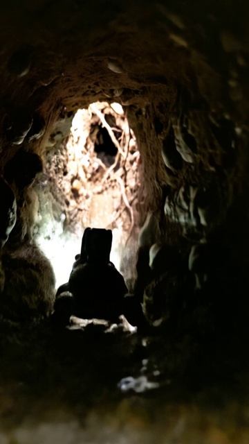 Лягушка путешественница.