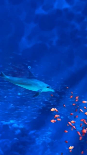 26-04-2026 о, дельфин, парк Галицкого