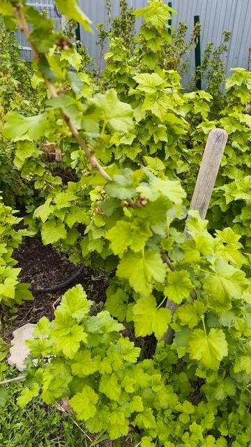 смородина я в шоке 26 апреля #теплица #дача #садоводничество #огород #уходзатеплицей