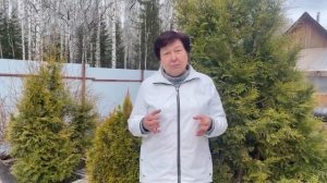 КОГДА ЖЕ ВЫСАЖИВАТЬ ПИОНЫ. РАЗБИРАЕМСЯ ВМЕСТЕ.