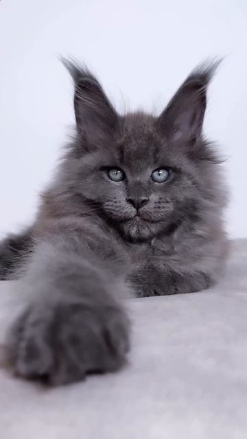 Автор: Buttercupcakemainecoon