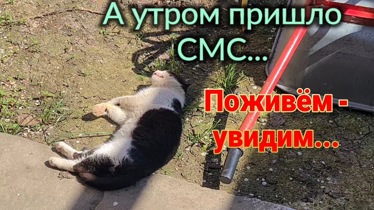 А утром пришло смс. Поживем - увидим. Кошу. Ремонт. Так зачем Тане огород?