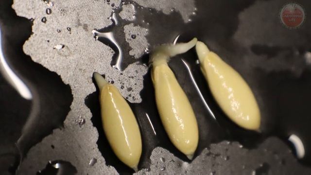 Посадите огурцы на рассаду в апреле мае этим способом на окне для супер приземистых растений!