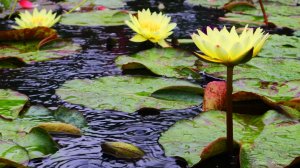 ☔️ НЕЖНЫЙ ШУМ ДОЖДЯ ДЛЯ СНА 3 ЧАСА ✨ ВЕСЕННИЙ ЗВУК ДОЖДЯ ✨ УСПОКАИВАЮЩИЕ ЗВУКИ ПРИРОДЫ ДЛЯ СНА