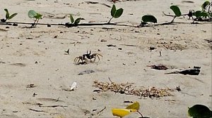 Крабик на песочке!