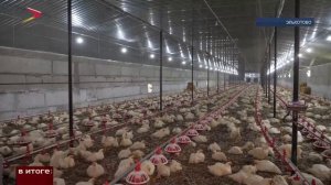 Поддержка начинающих предпринимателей: птицефабрика семьи Плиевых