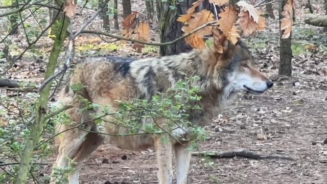 Волчица фото ловушка