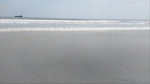 Рыба-шар чуть не набросилась на меня))