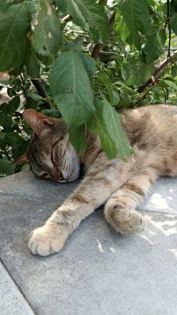 Утро. Алушта. КРЫМ...