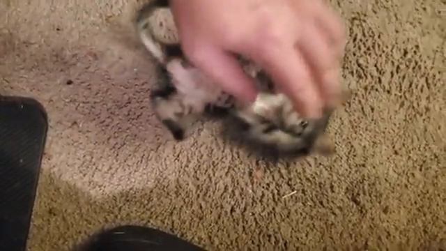 Животные приколы и не только😅