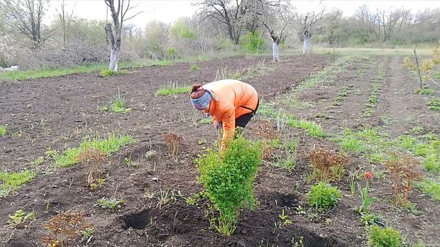 пересадка цветов