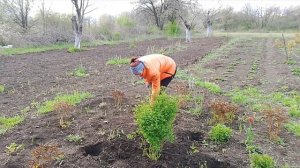 пересадка цветов