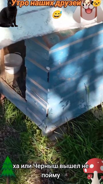 Утро наших друзей-2🐶 🐱🙂