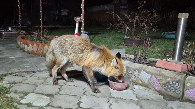 1261 Лиса приходит в гости. Апрель 2026