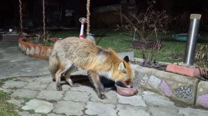 (1261) Лиса приходит в гости. Апрель 2026