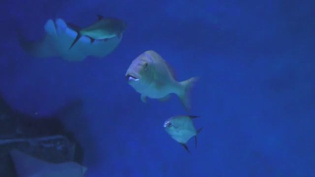 ПОНАБЛЮДАЕМ.Видео Татьяны Крестьянсковой