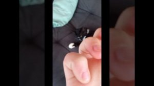 Драка котов +смешные мемы🤣😂😅