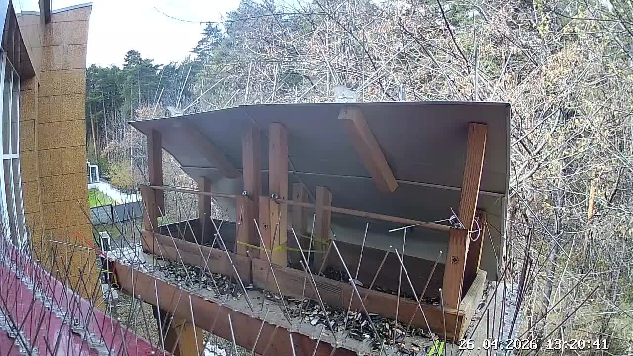 LIVE: BirdsEkb