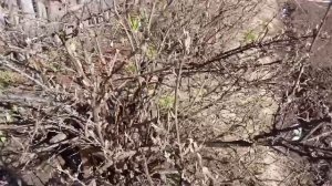 Прогулка по огороду 🚶- первые цветы 💮- посадки в теплице 🌱