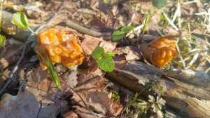 Сезон Строчков в Подмосковье 2026.