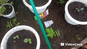 Поработала в теплице. Высадила ещё часть томатов.