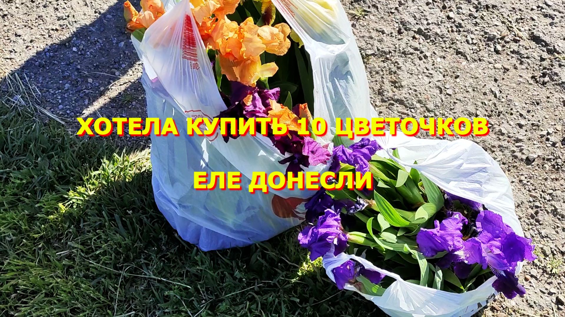 57. Краснодарский край. Еле донесли. Занимаемся двором. Мечты будут сбываться.