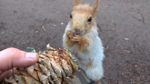 Белки. Небольшая подборка за неделю