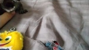 Монстриксы: знакомство 1 серия