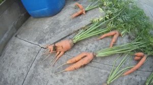 6 соток. Август часть-2