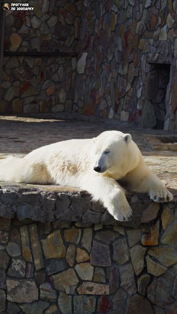 Белая медведица Хаарчаана отдыхает. Ленинградский зоопарк