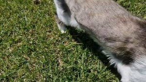 Зевс и Сонча