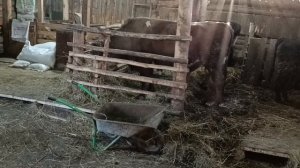 Вечерняя управа на хозяйстве.К Добрыне невеста пришла.Жизнь в деревне.