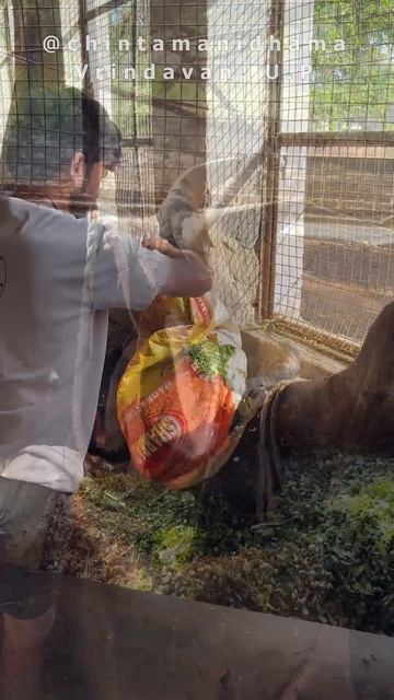 19 - 25 апреля. Видеоотчет о кормлении коров в гошале Ачарья Сурендры Мишры