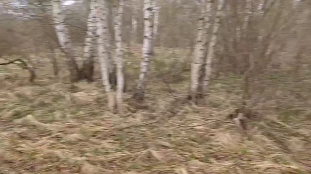 Сок берёзы, слабовато, но попить хватит👀😉