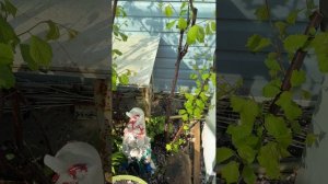 После цветения, обрезаем миндаль Луизиания🌸🌸🌸