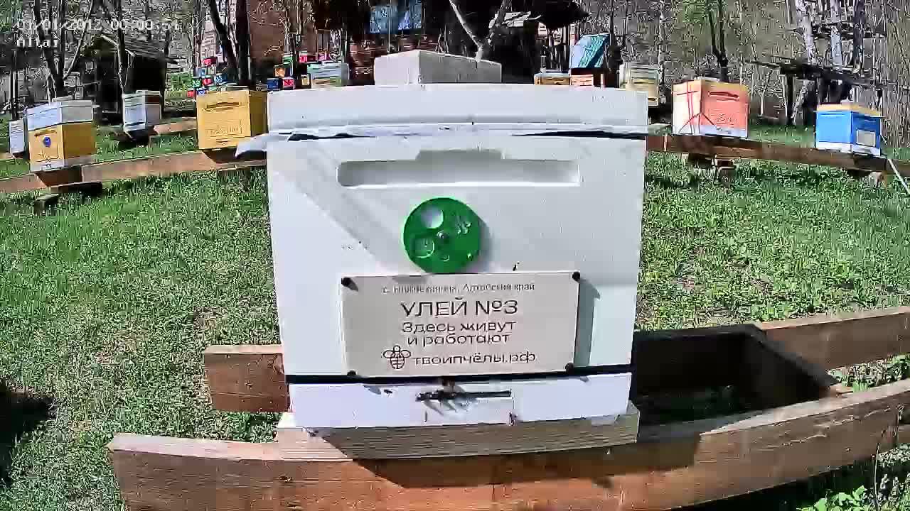 ТВОИ ПЧЁЛЫ - жизнь пчёл в прямом эфире