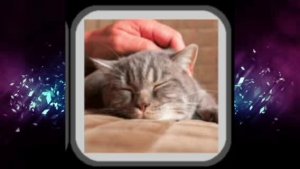 24/7 Звуки мурчания котов/ АСМР Слушать звуки для сна, расслабления и медитации.