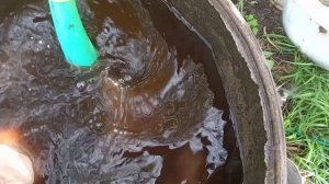 Гладиолусы : Профилактика заболеваний .