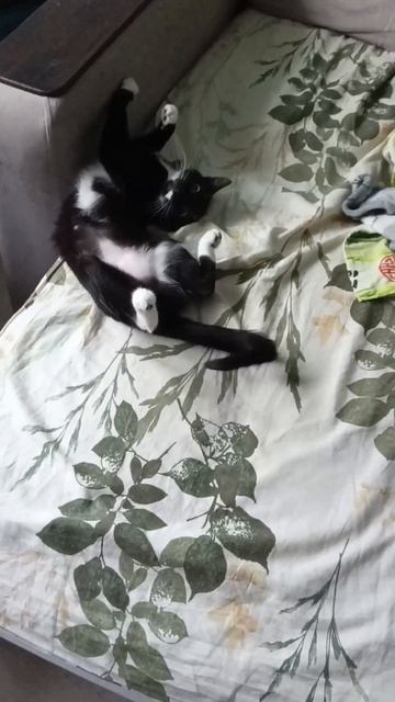 Жиза?4😸
#кошка #котики #жиза #прикол #топ #рек #хочувтоп #хочуврек