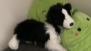 Влог с Фокси ♡/ зачем я оставила Фокси на 5 мин?!! / всё повторилось/