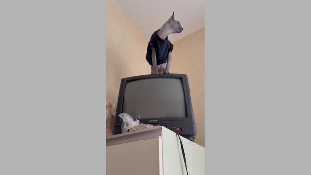 Думали не достану, а вот и не угадали