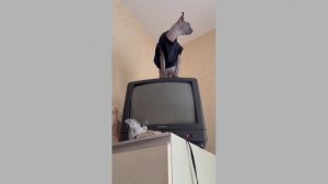 Думали не достану, а вот и не угадали