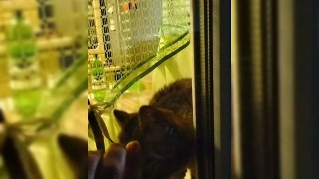 😿Опасный для жизни котиков вирус‼️Не игнорируйте симптомы ‼️