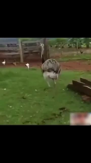 Video_2026-03-09_13-29-30