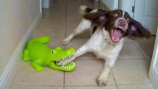 Приколы с животными🤗 Смешные видео про животных 🤗СМЕШНОЕ ВИДЕО😍 Наши любимые смешные животные